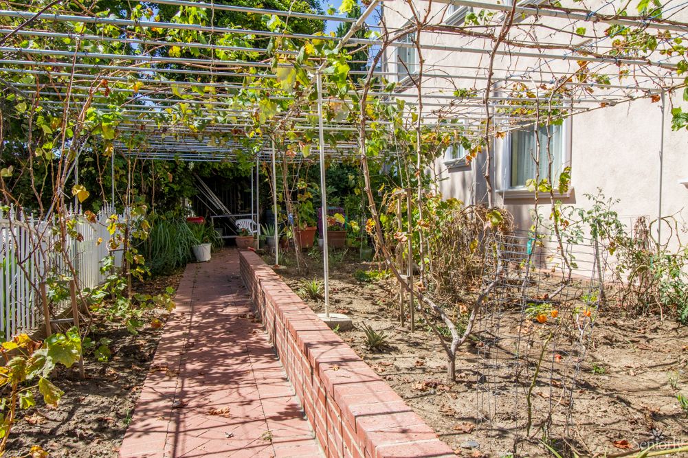 A sunny garden featuring a pathway lined with vines growing on a trellis.