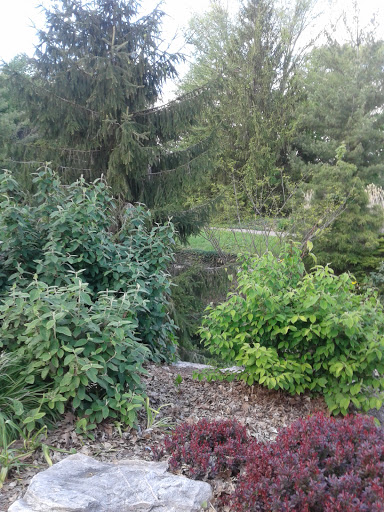 A serene view of lush greenery and diverse plant life in a garden.