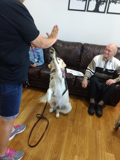 A therapy dog is being trained to give a high-five while an elderly man watches from the couch.
