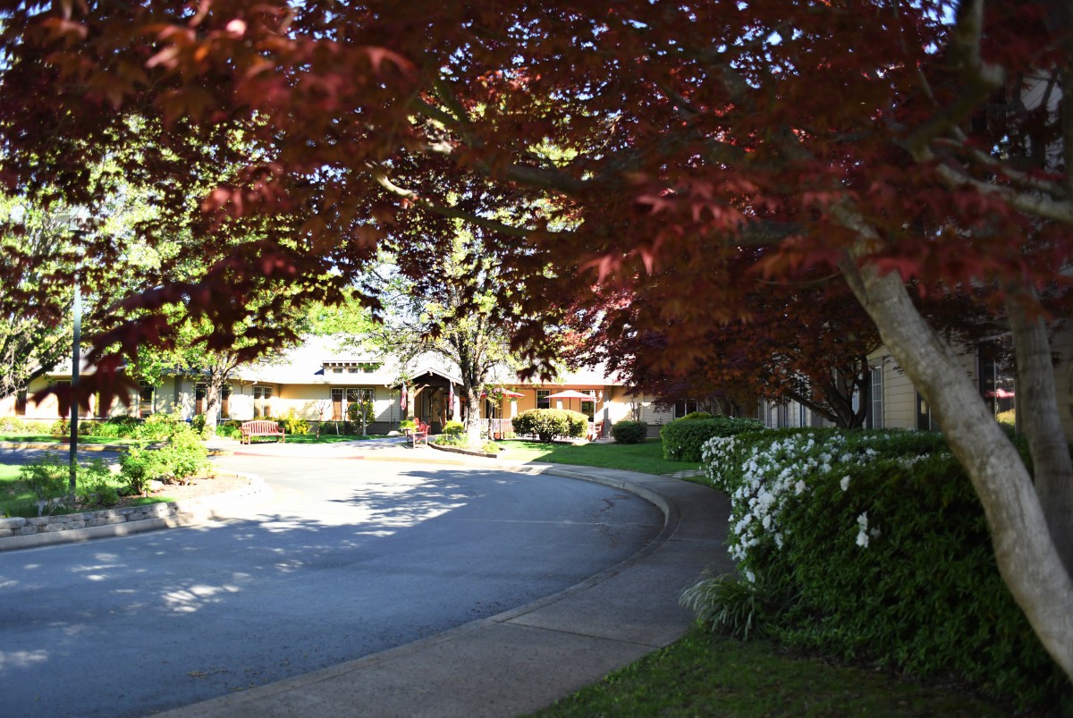 A sunny suburban street lined with trees and well-maintained houses.