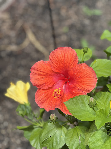 A vibrant red hibiscus flower accompanied by a yellow bud, showcasing the beauty of nature.