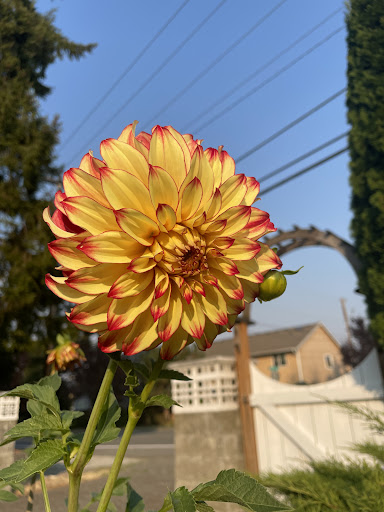 A stunning dahlia bloom showcasing vibrant yellow petals with red tips, set against a clear blue sky.