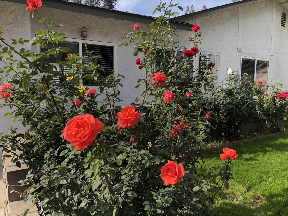 A garden with red roses in full bloom in front of a house.