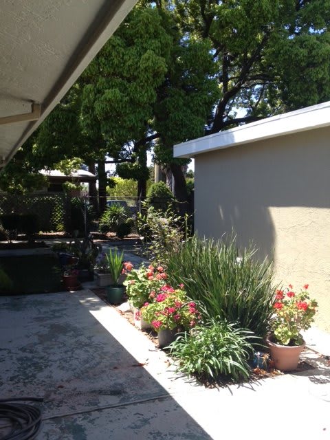 A sunny patio garden with potted plants and trees in the background.
