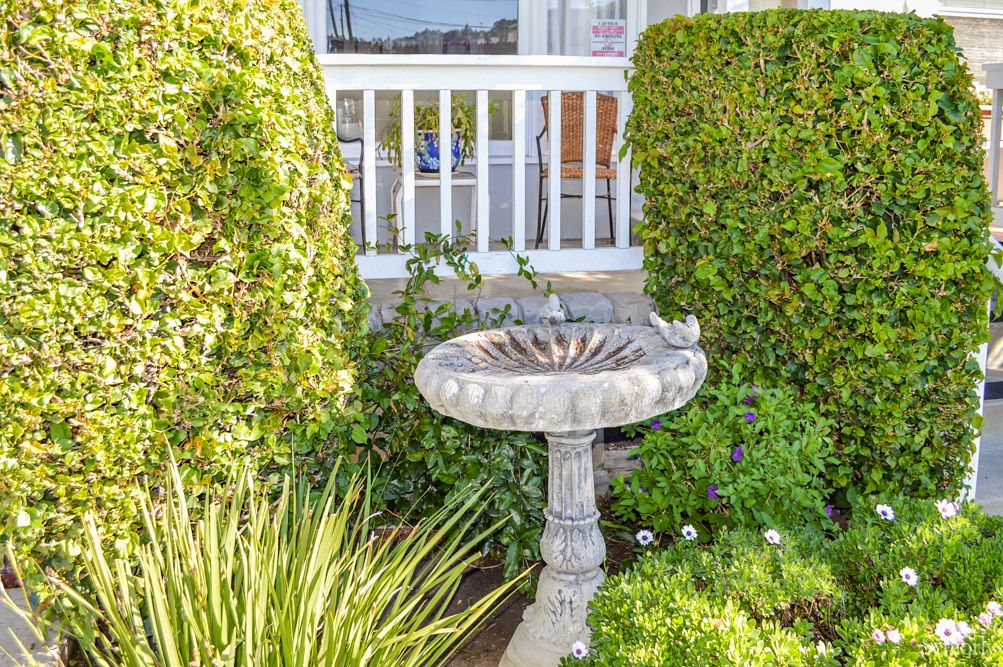 A birdbath surrounded by lush greenery and hedges in a garden setting.