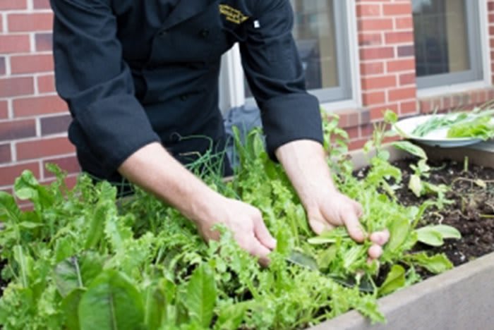 A person harvesting fresh herbs from a garden bed.