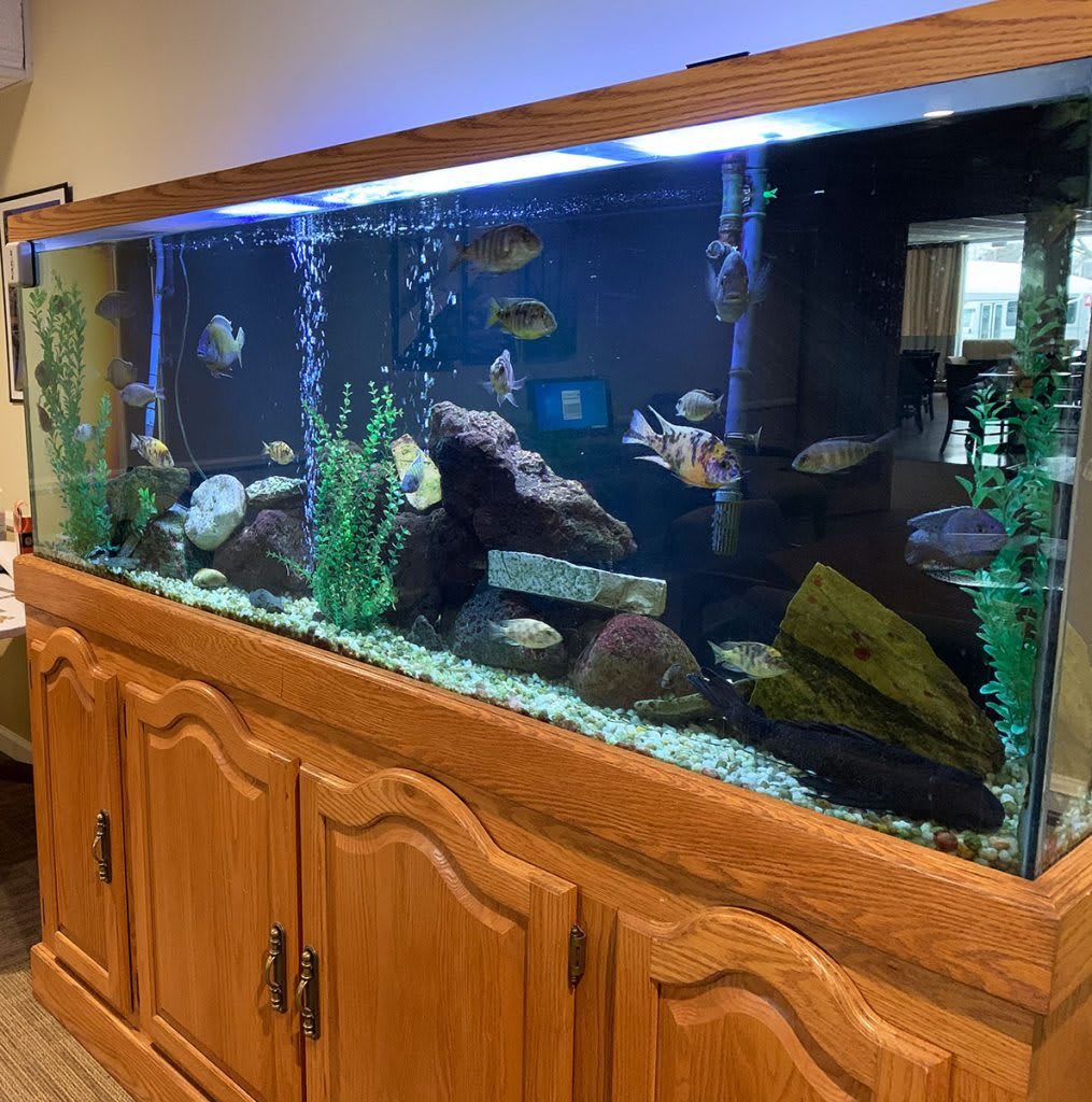 A large freshwater aquarium with vibrant fish and plant decor inside a wooden cabinet.