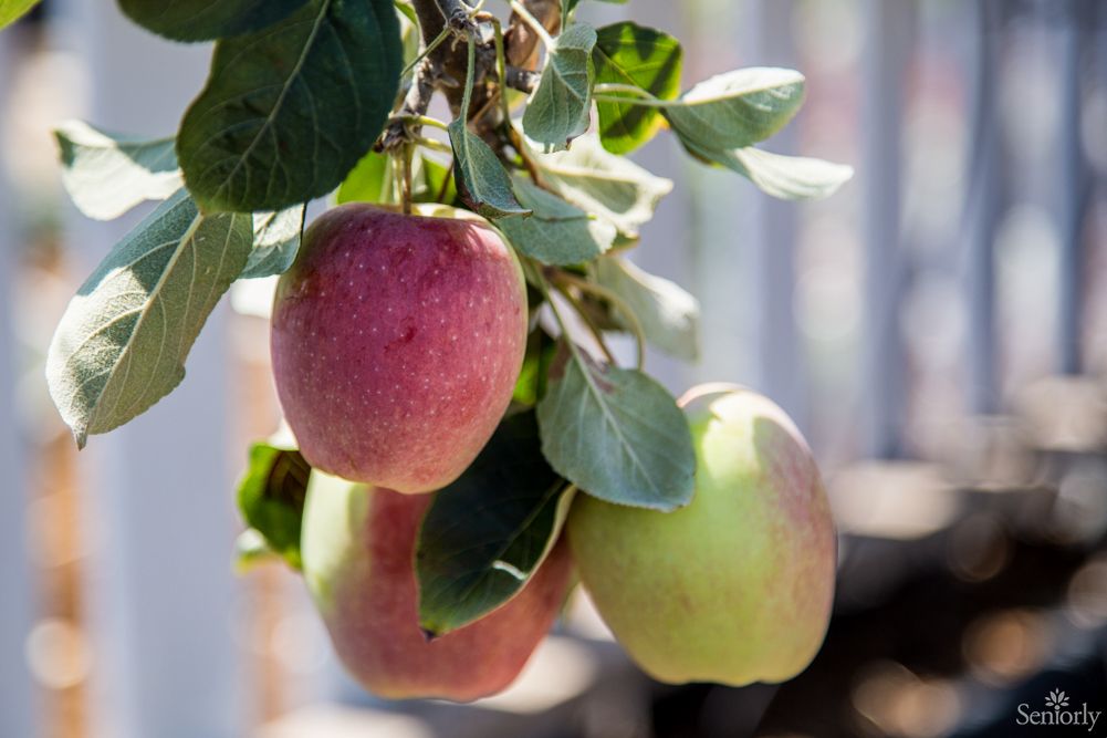 A cluster of ripe apples hanging from a tree branch.