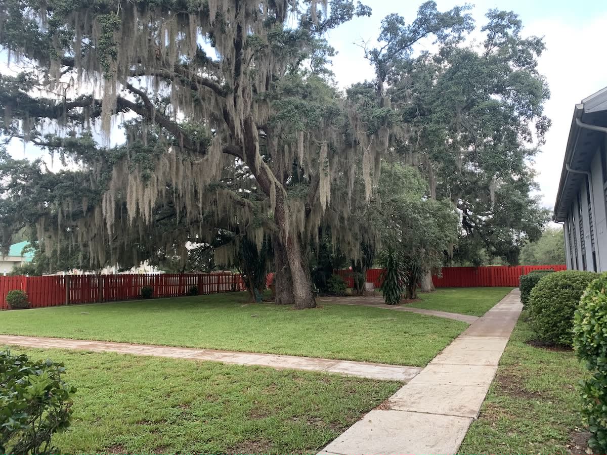 A scenic view of a large tree draped with Spanish moss in a backyard with a sidewalk and red fence.