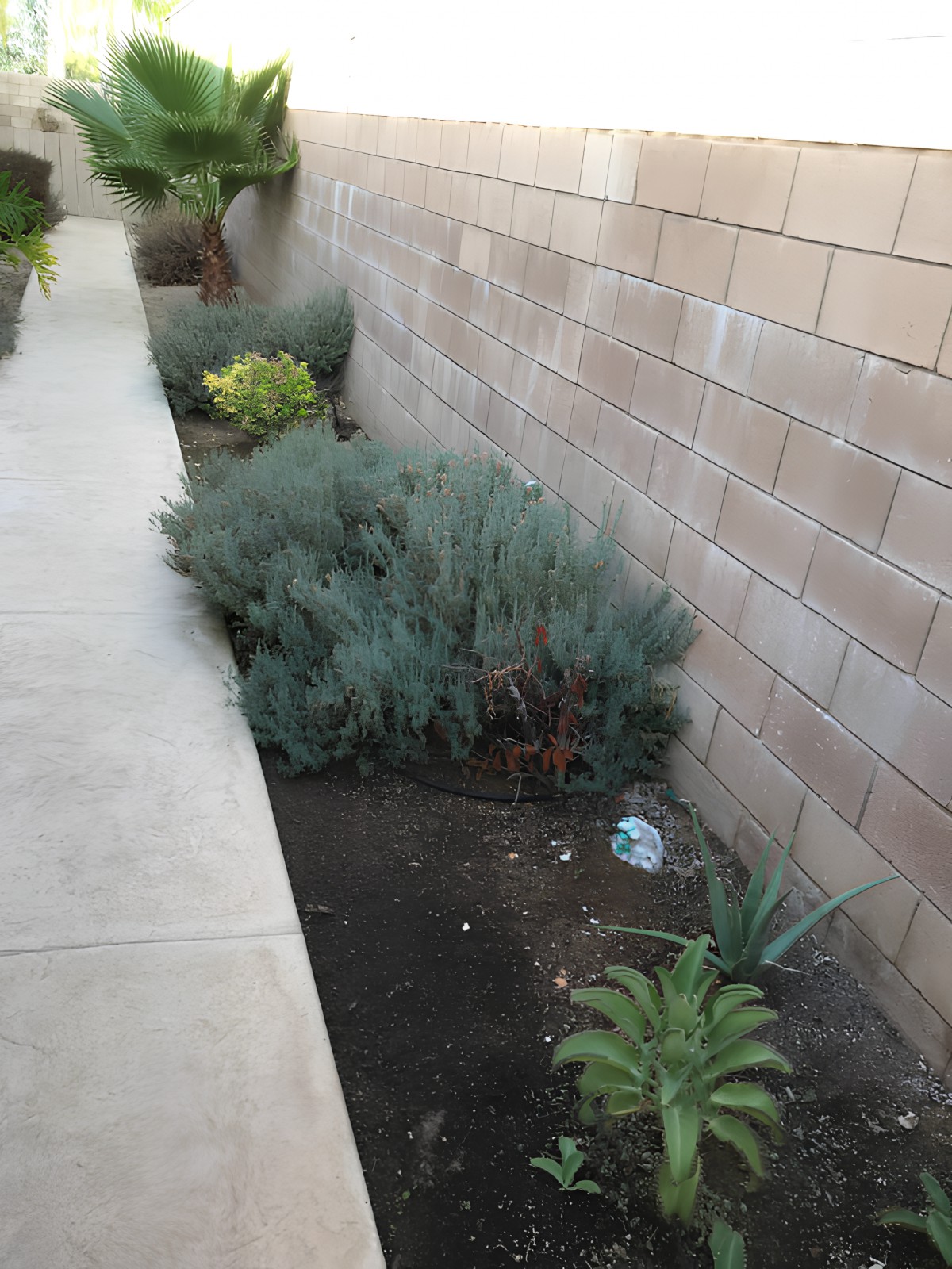 A garden area beside a sidewalk with various plants and a brick wall.