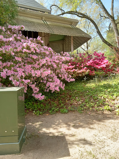 A vibrant display of blooming azaleas in shades of pink, showcasing the beauty of spring in a garden setting.