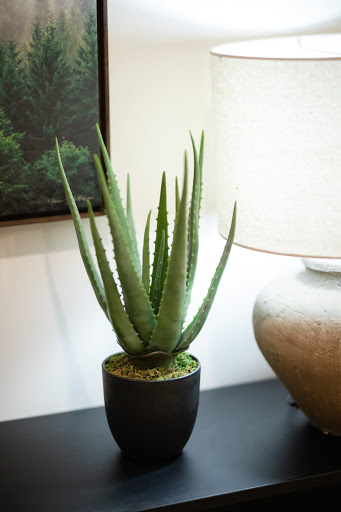 A vibrant aloe vera plant in a stylish pot, perfect for indoor decoration.