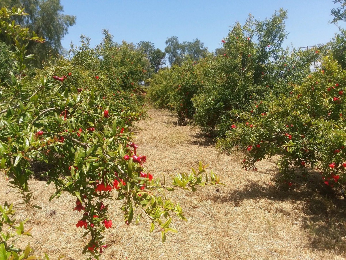 A pomegranate orchard with fruit-laden trees under a clear blue sky.