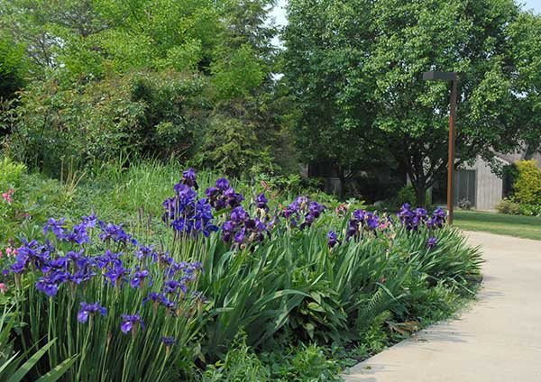 A lush garden with vibrant purple flowers and surrounding greenery.
