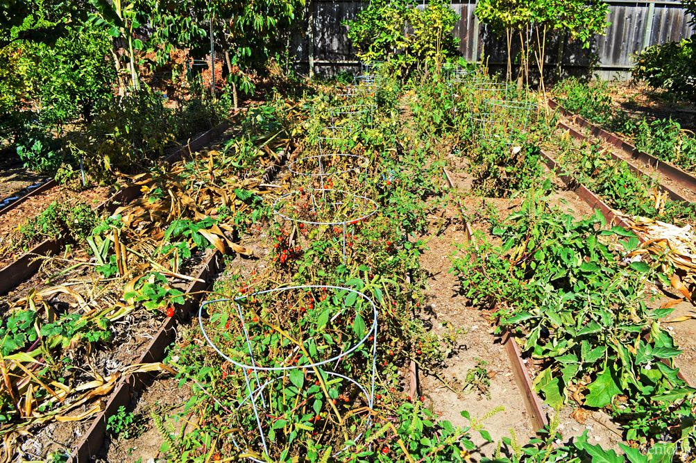 A garden with various vegetable plants growing in rows.
