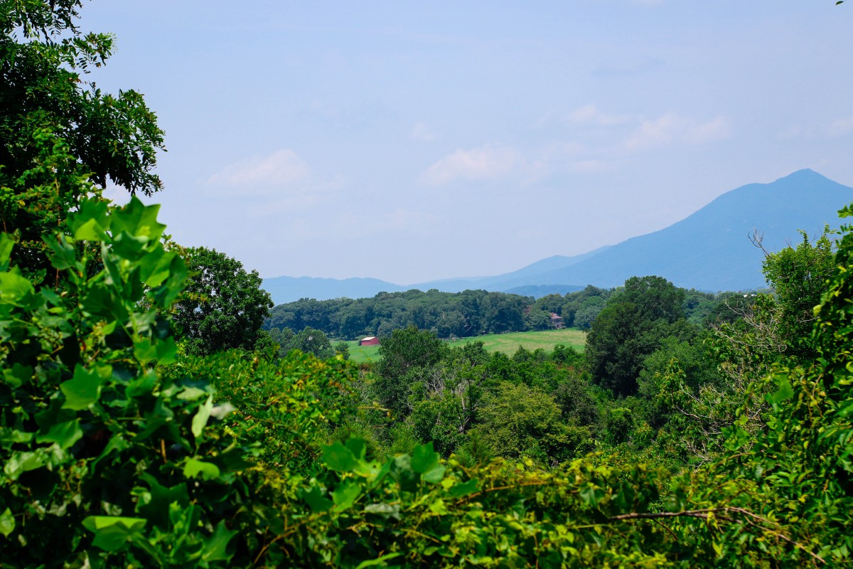 A scenic view of lush greenery with mountains in the background.