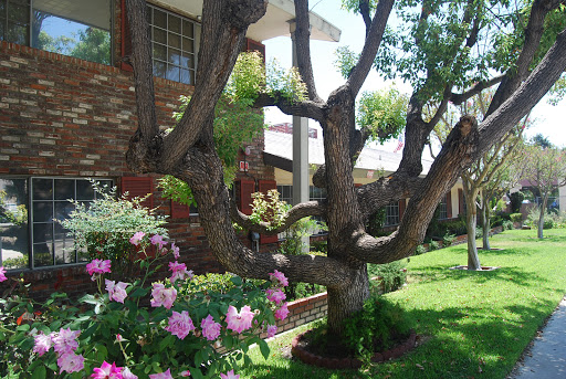 A beautiful garden scene featuring a unique tree and blooming flowers.