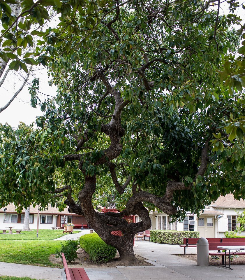 A large, leafy tree in a park setting with benches and buildings in the background.