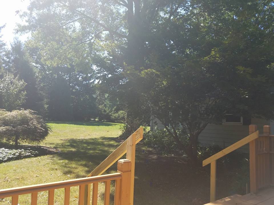 A sunny day in a backyard with trees and lush grass.