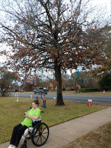A person in a green shirt sitting in a wheelchair next to a tree beside the sidewalk.