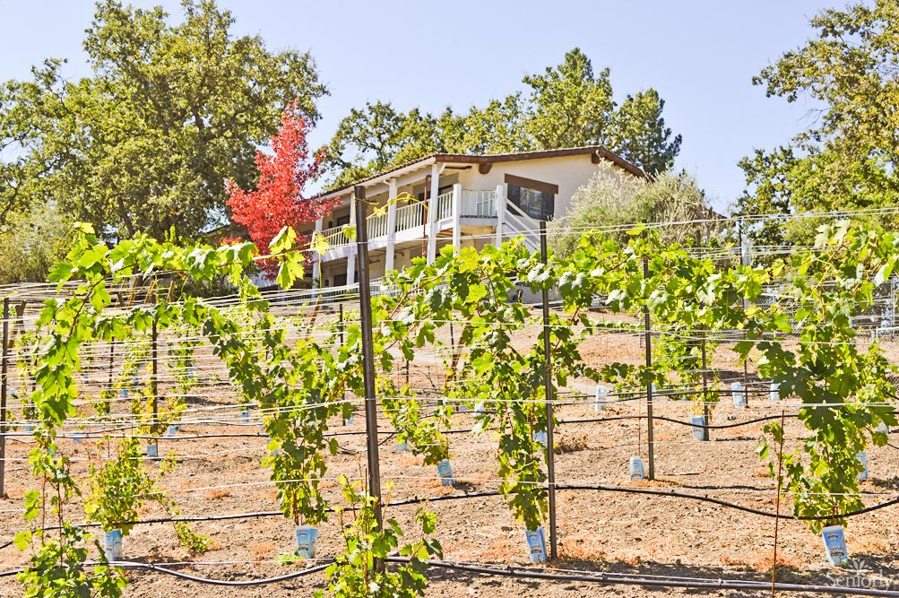 A scenic view of a vineyard with a house in the background, surrounded by lush greenery and autumn foliage.