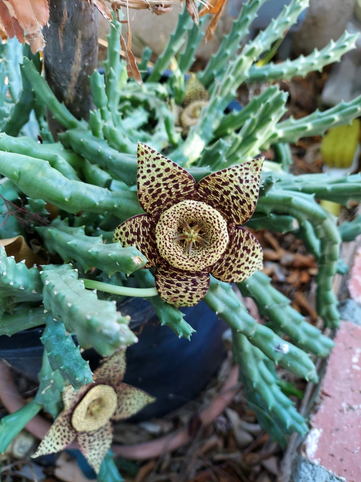 A unique star-shaped flower on a succulent cactus plant.