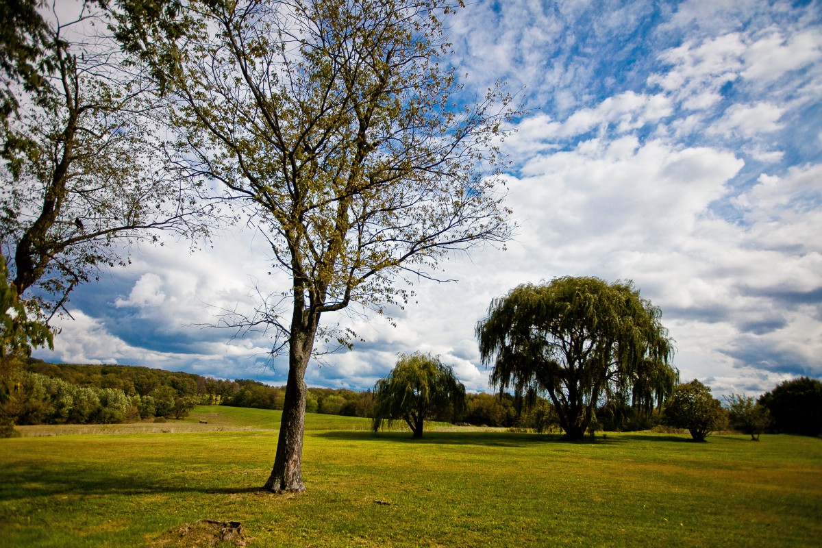 A serene landscape featuring trees scattered across a lush, green field under a partly cloudy sky.