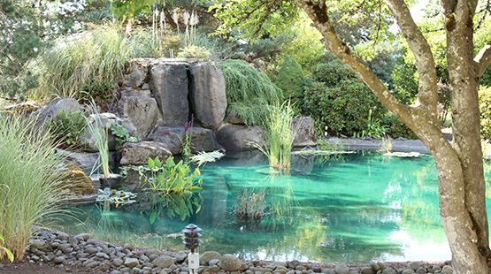 A serene garden pond surrounded by lush greenery and rocks.