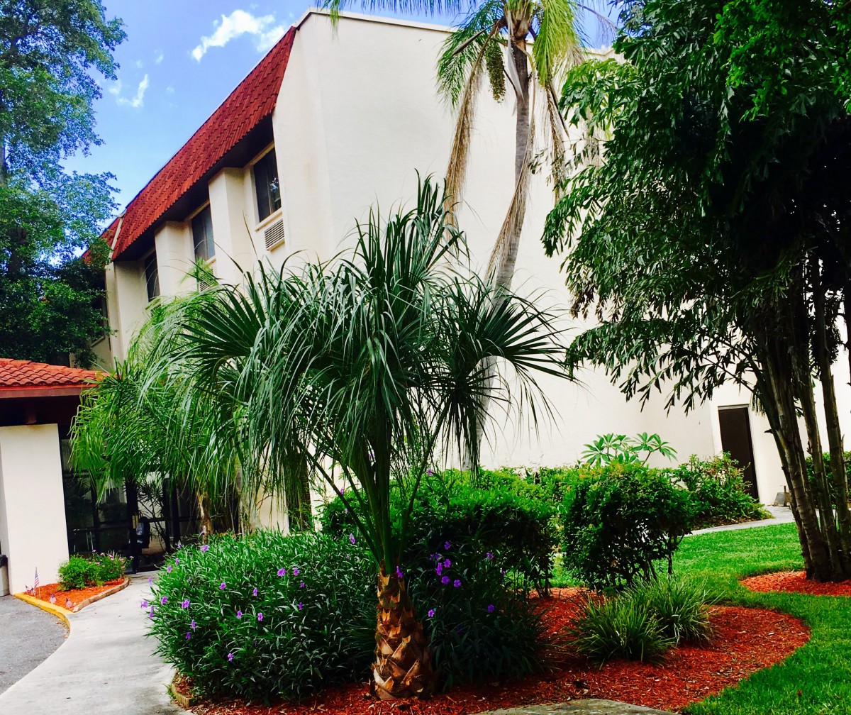 A landscaped area with lush greenery and palm trees surrounding a building.