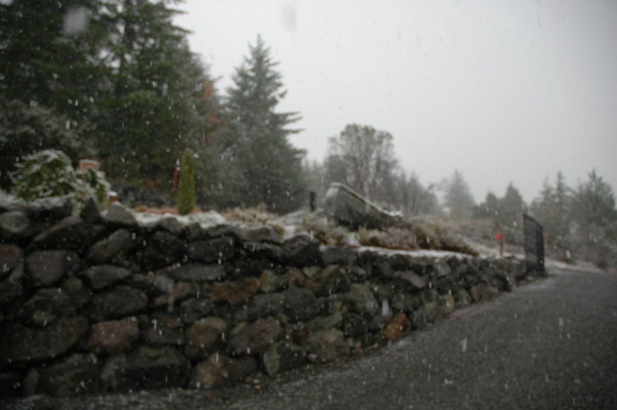 A snowy landscape featuring a stone wall and trees in a wintry setting.