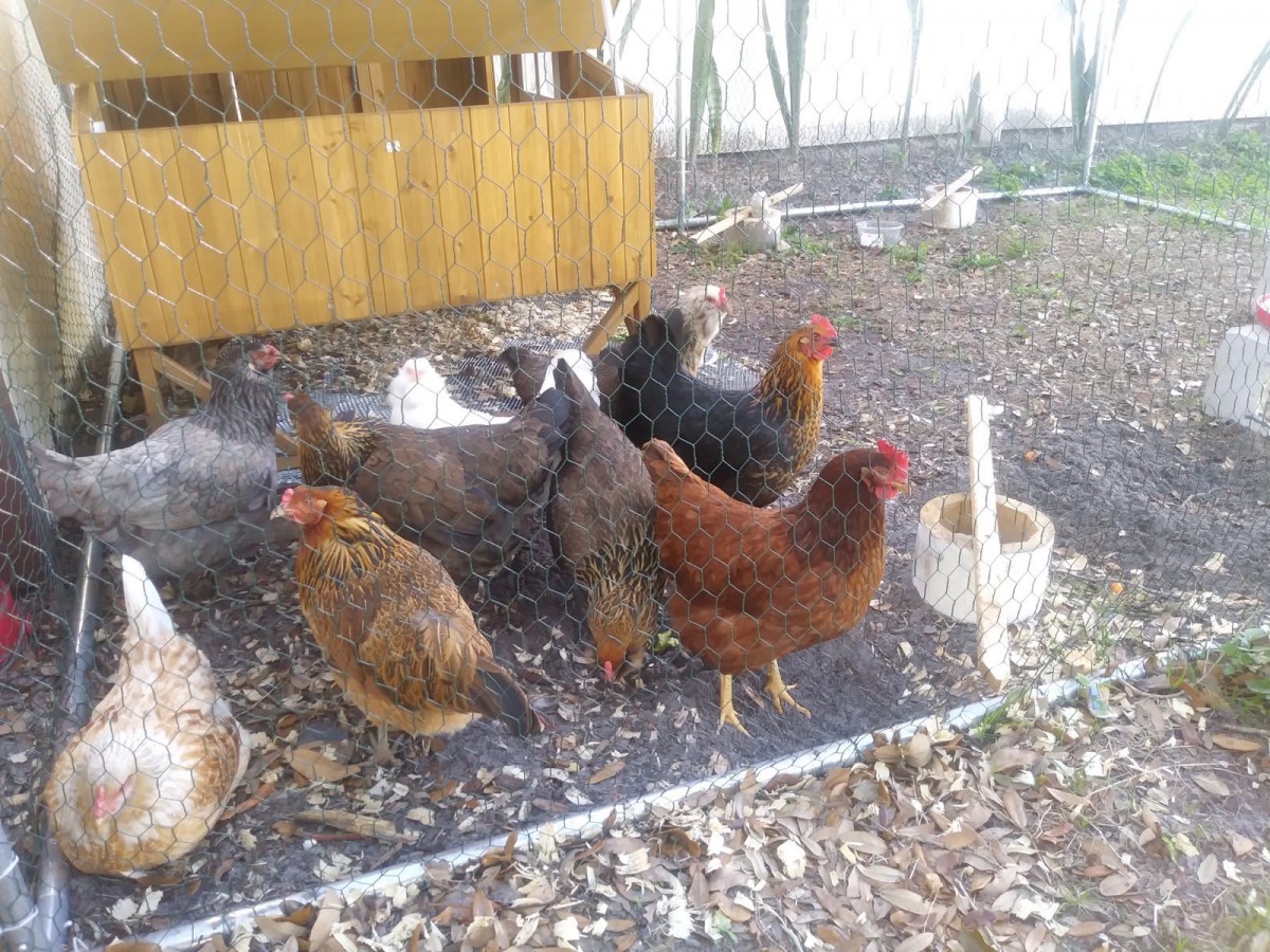 A group of chickens in an outdoor coop area.