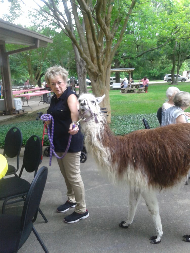A person holding a llama on a leash during an outdoor event in a park.
