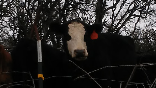 A black and white cow stands behind a fence, gazing curiously.