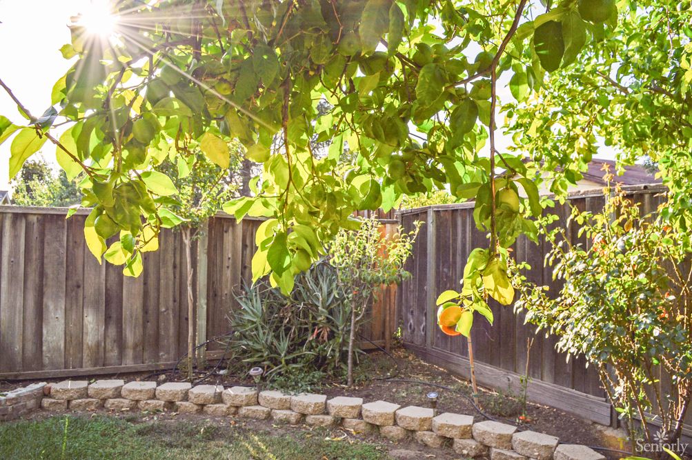 A sunny backyard garden with lush green leaves and a wooden fence.
