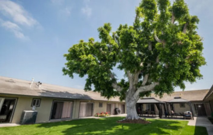 A large tree providing shade in a courtyard surrounded by buildings on a sunny day.
