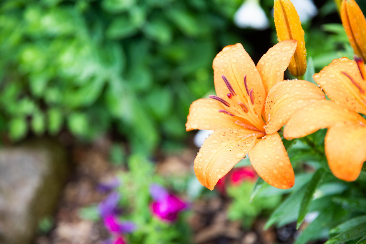 A vibrant orange lily blooming in a lush garden setting.