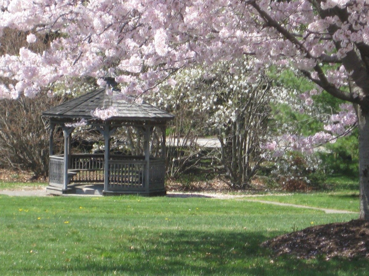 A peaceful garden with a gazebo and blooming cherry blossoms.
