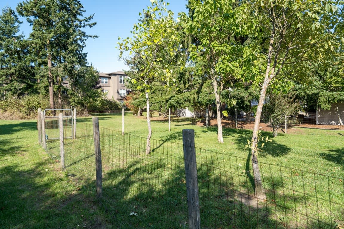 A sunny outdoor area with a fence and several trees.