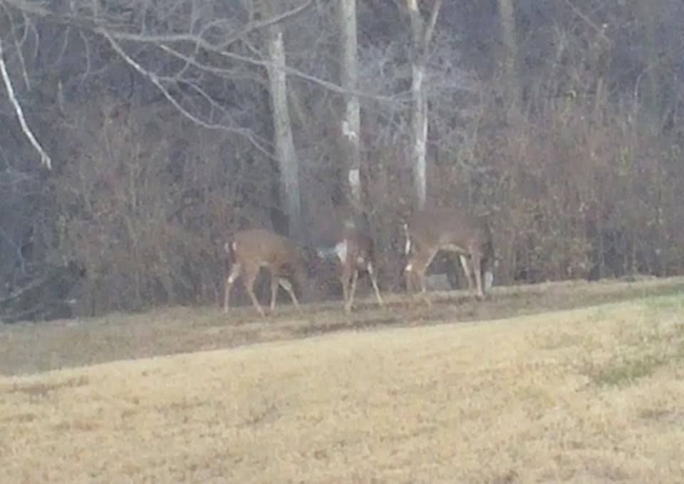 A group of deer grazing near a forest edge.