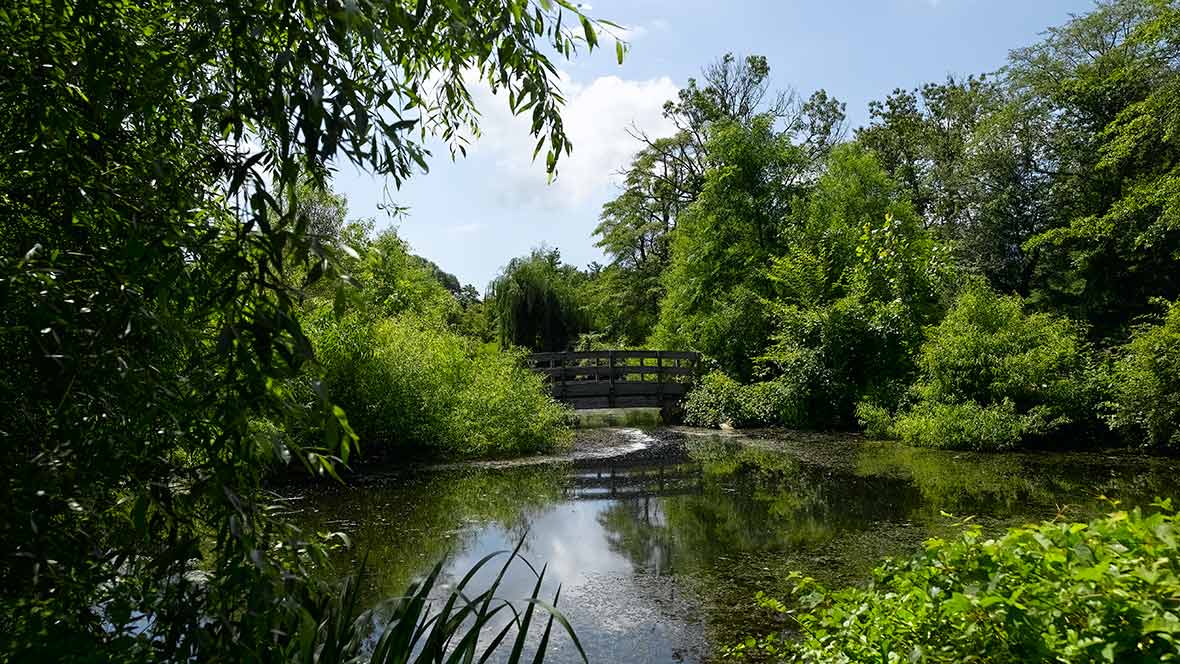 A serene landscape featuring a small bridge over a gently flowing river surrounded by lush greenery.
