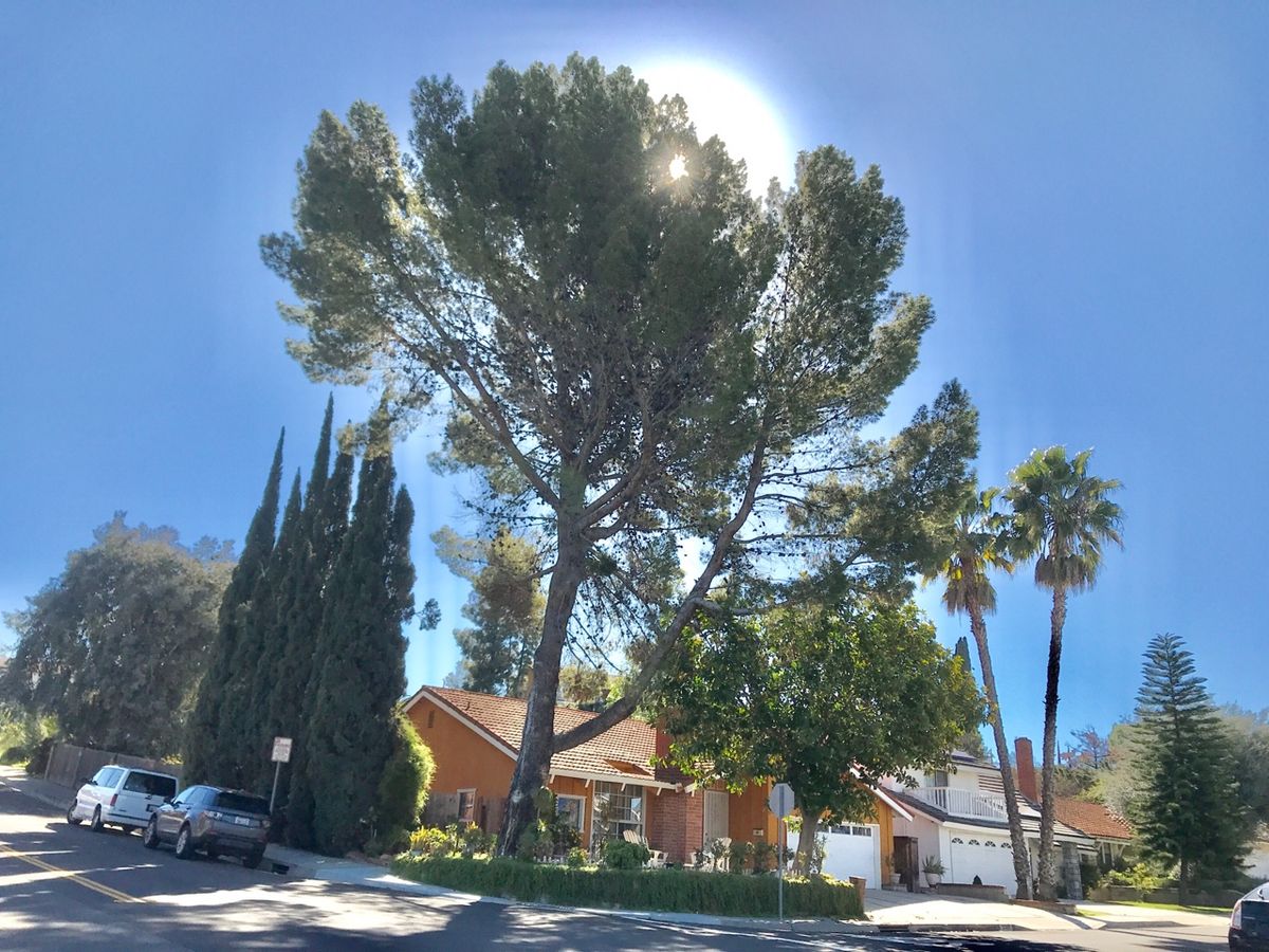 A large tree is illuminated by sunlight in front of a suburban house on a clear day.