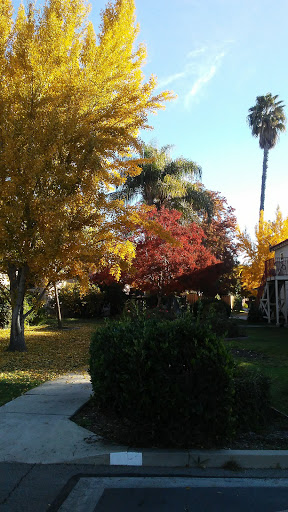 A vibrant autumn scene showcasing the beauty of colorful foliage in a serene outdoor setting.