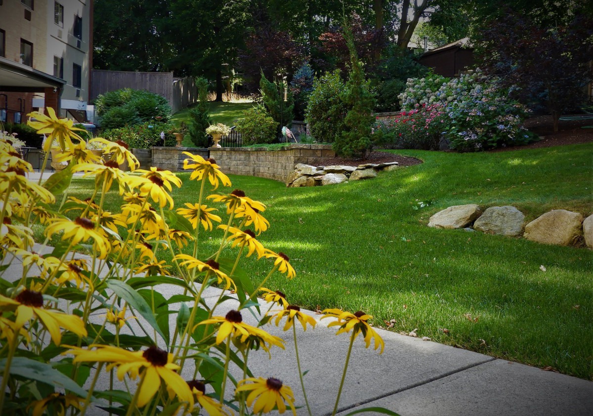 A serene garden with vibrant yellow flowers and lush green grass.