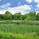 A serene landscape featuring a pond surrounded by lush vegetation and trees under a partly cloudy sky.