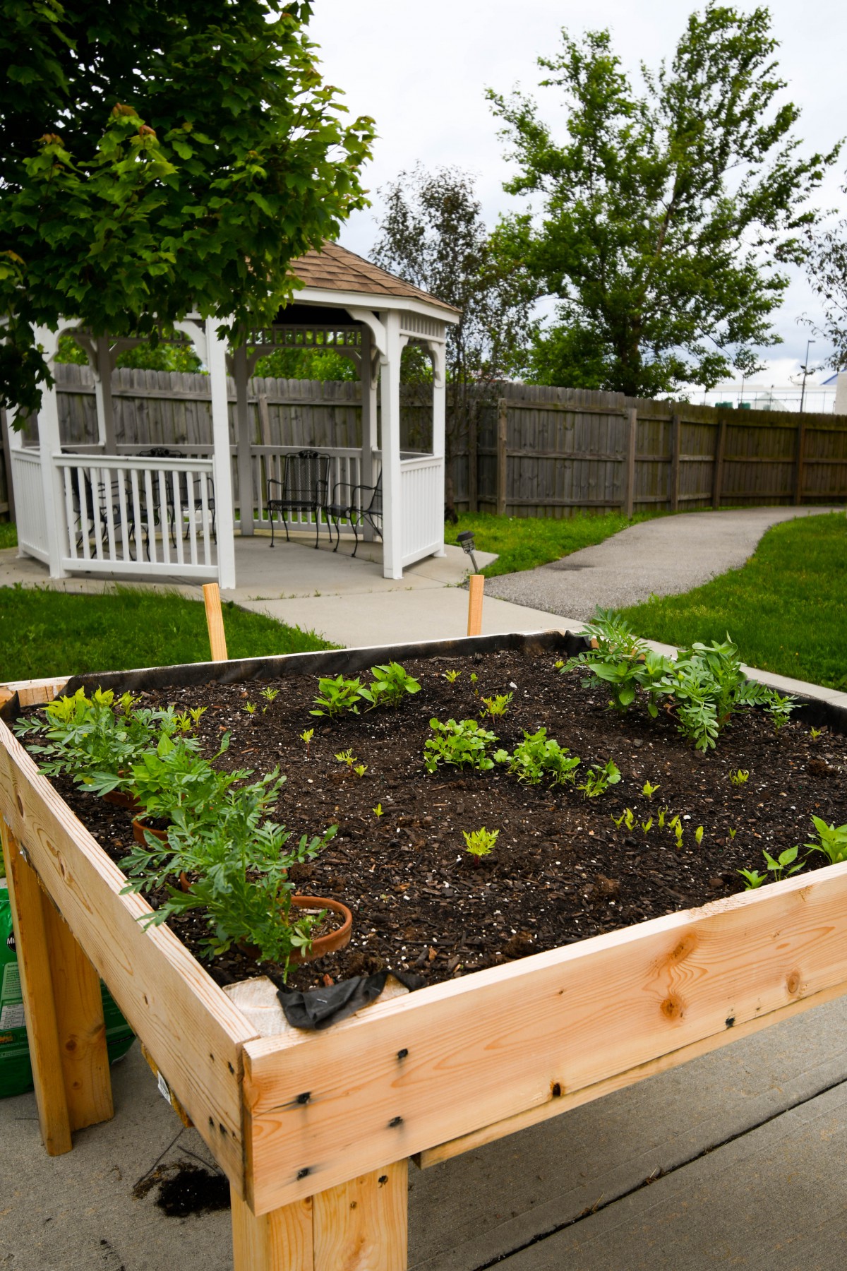 A raised garden bed with young plants in an outdoor setting near a gazebo.