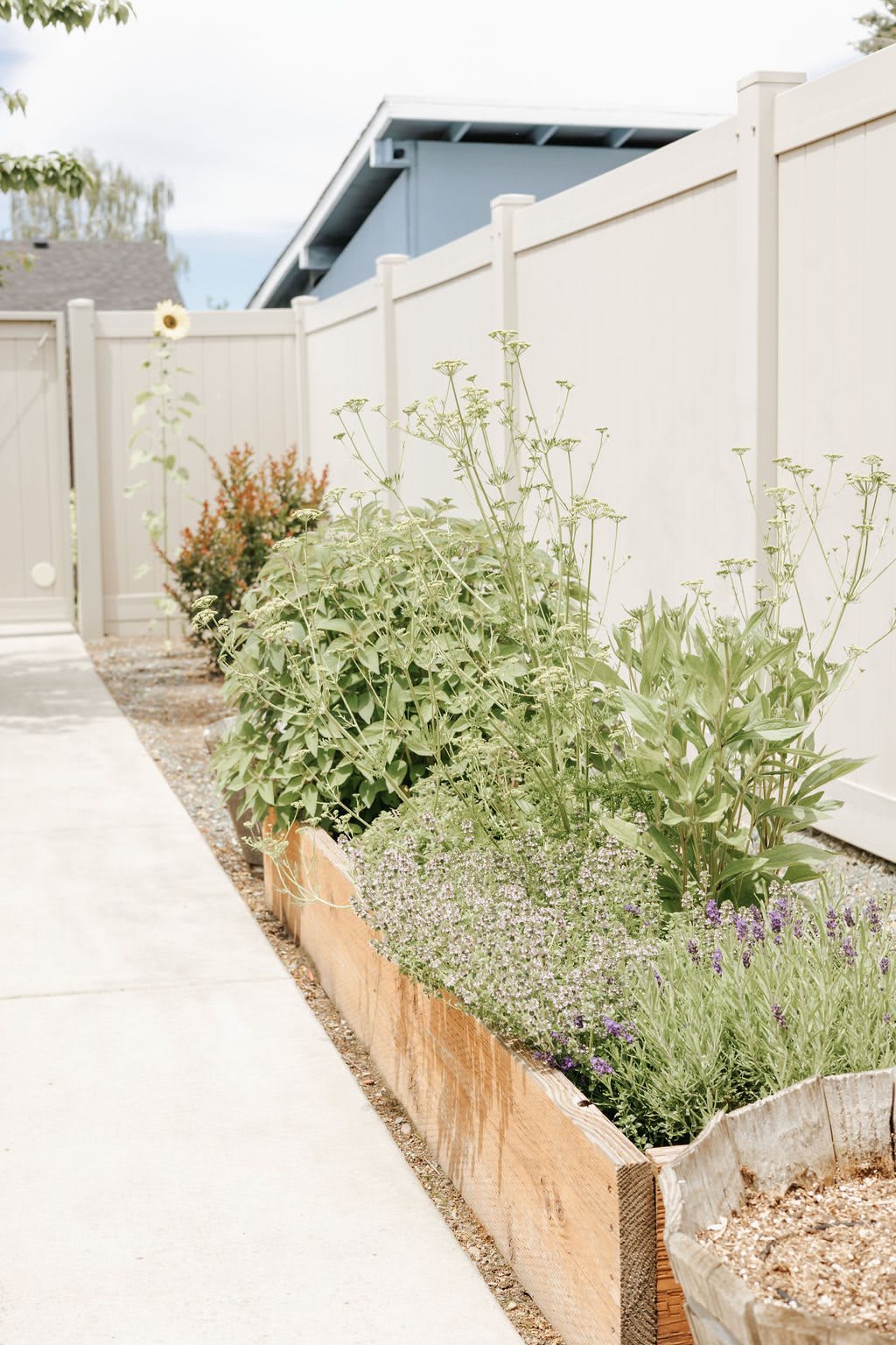 A neatly organized garden with a variety of plants in a raised bed alongside a light-colored fence.