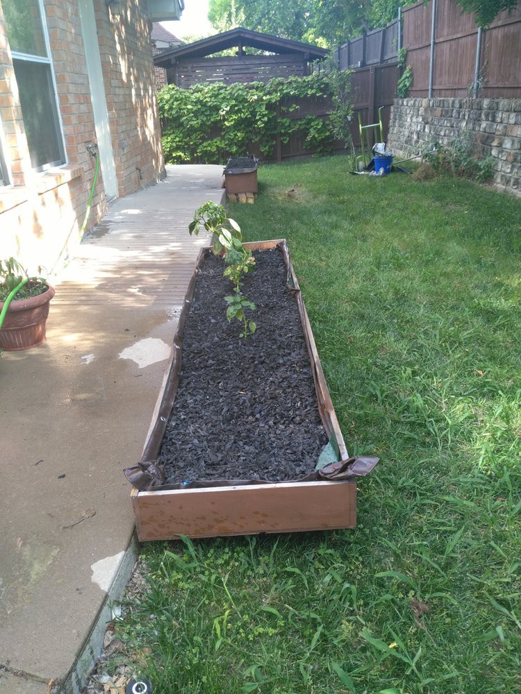 A raised garden bed in a backyard, filled with mulch and newly planted saplings.