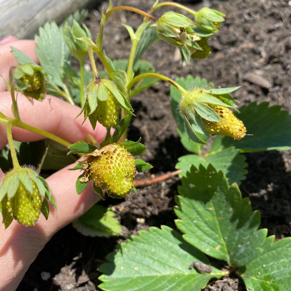 A hand holding a strawberry plant with unripe green strawberries in a garden.