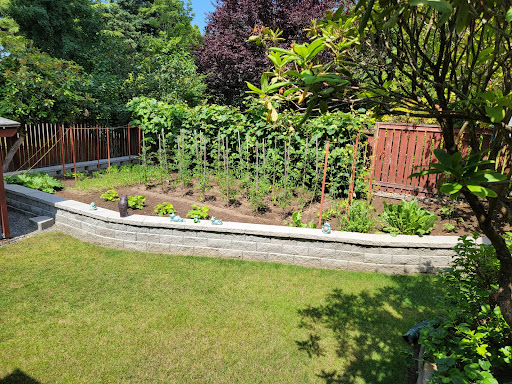 A sunny garden featuring a well-organized vegetable patch surrounded by lush greenery.