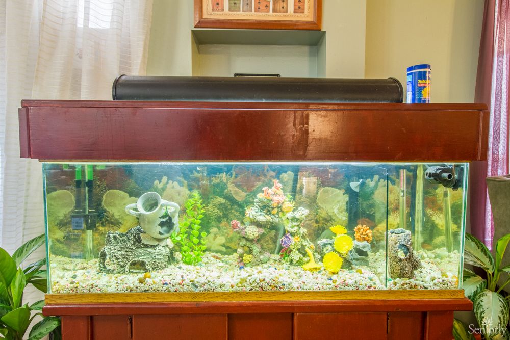 A home aquarium filled with colorful fish and decorative elements, enhancing the indoor ambiance.